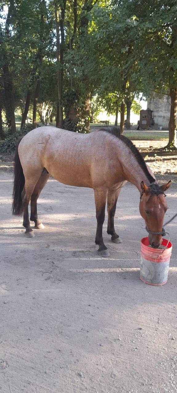 Trabajó Personal del Comando de Patrulla Rural.