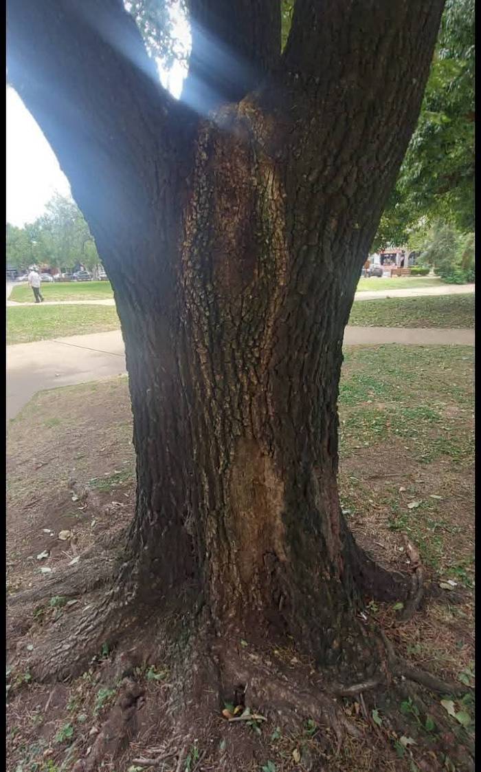 La imagen circula por las redes.